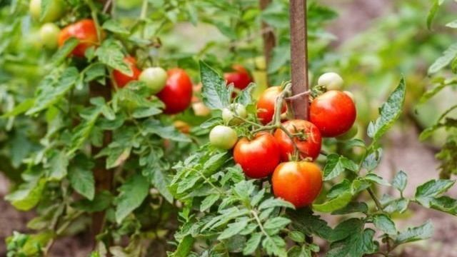 Квадрис: фунгицид, инструкция по применению для томатов, когда обрабатывать, отзывы