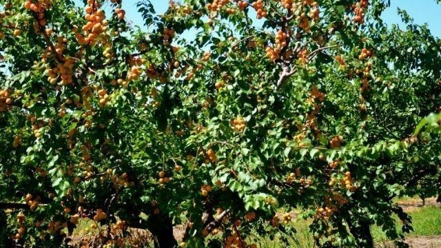 Абрикос Саратовский рубин: ценные советы по выращиванию сорта
