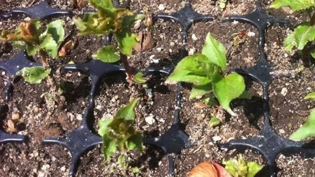 Как посадить абрикос из косточки