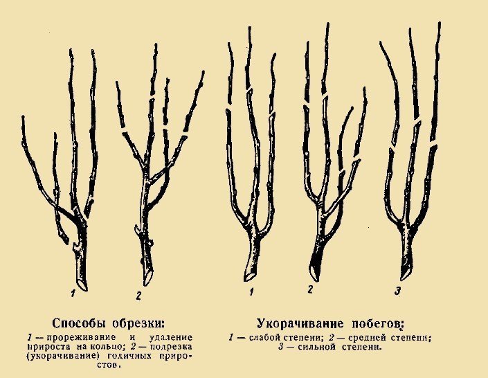Схема обрезки колоновидного абрикоса