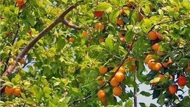 Посадка абрикоса весной, нюансы и советы
