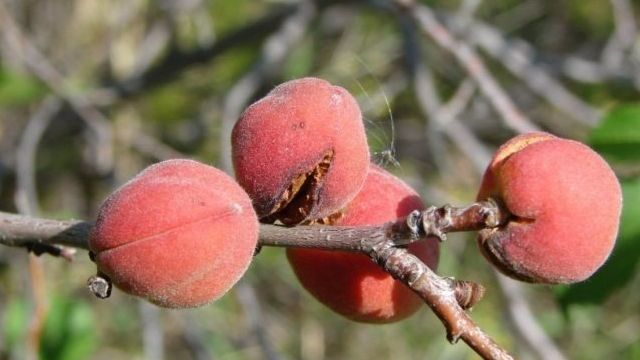 Выращивание абрикосовых деревьев в Сибири и на Урале