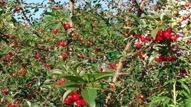 Плодовое дерево черешня: фото и описание видов и сортов черешни, уход за деревьями