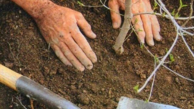 Как посадить грушу весной и ухаживать за ней после высадки саженца в грунт