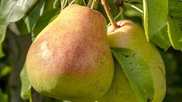 Обзор сорта груш Осенняя Яковлева: преимущества, недостатки, нюансы выращивания