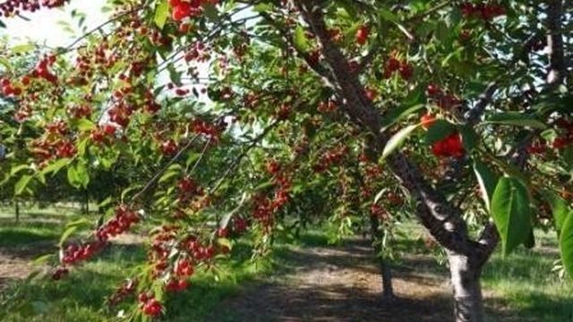 Листья вишни: полезные свойства и противопоказания, применение в народной медицине, рецепты