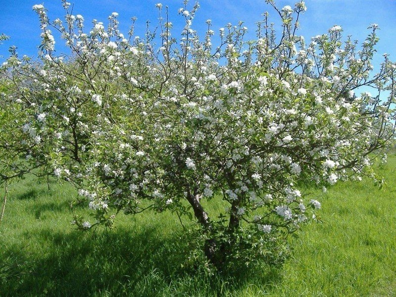 Яблоня белый налив дерево