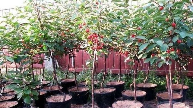 Выращивание вишни на даче, уход и обрезка деревьев