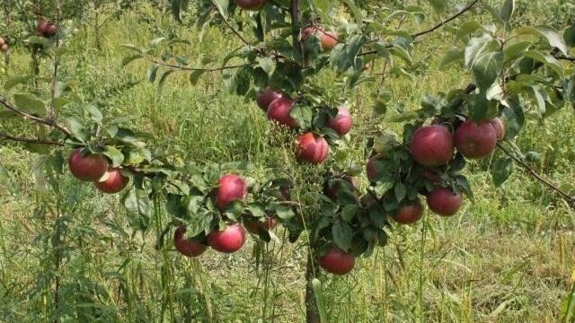 Готовим яблоню к зимовке: особенности осеннего ухода
