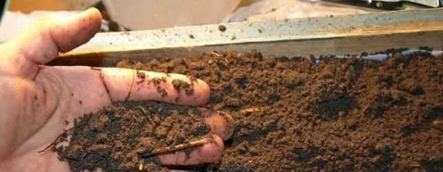 Почва для рассады