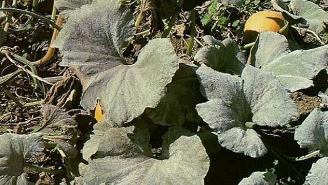 Особенности выращивания алтайской дыни