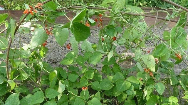 Выращивание спаржевой фасоли: описание, посадка и уход в открытом грунте