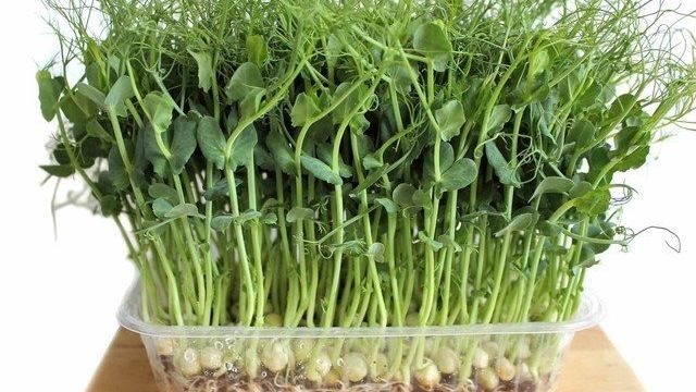 Микрозелень гороха: польза и вред, свойства, как выращивать, состав