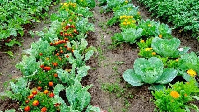 Совместимость овощей на грядках