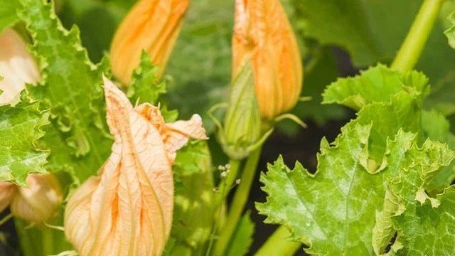 6 причин образования пустоцветов на кабачках