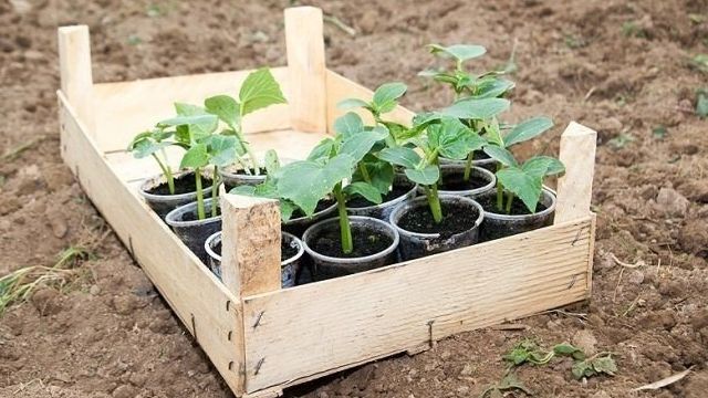 Посадка кабачков рассадой в открытый грунт (18 фото): как правильно сажать, сроки и пошаговая схема выращивания