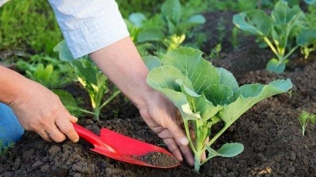 Как посадить капусту на рассаду дома