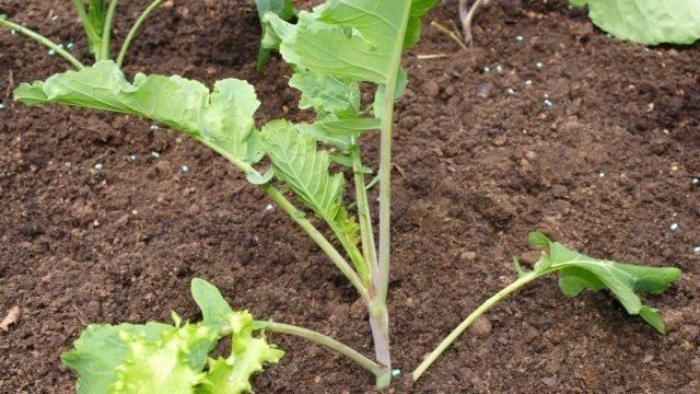 Капуста брокколи – выращивание и уход