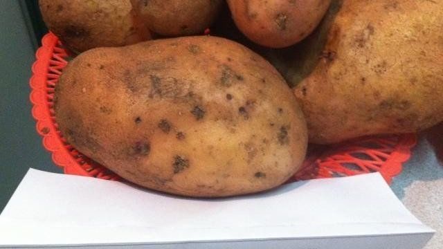 Характеристика и описание картофеля “Славянка”