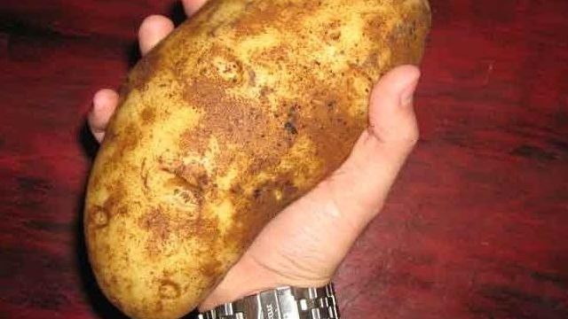 Как вырастить ведро картошки с одного куста