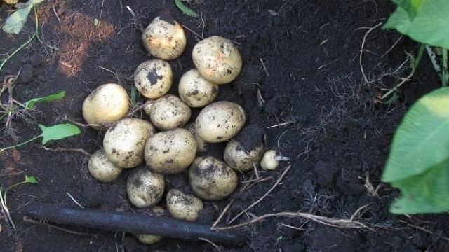 Картофель «Санте»: характеристика и тонкости выращивания