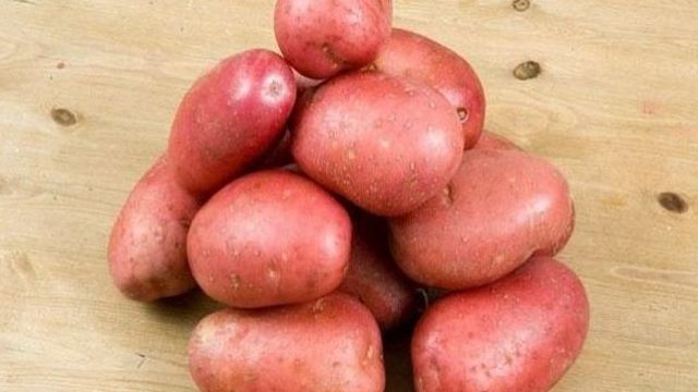 Описание и характеристика картофеля “Журавинка”