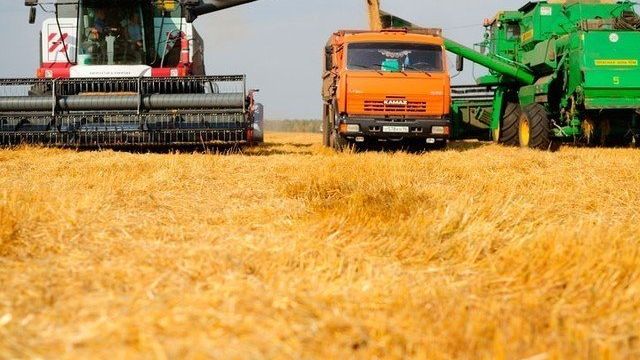 Как проходит уборка зерновых культур