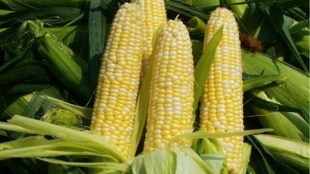 Как выращивать кукурузу
