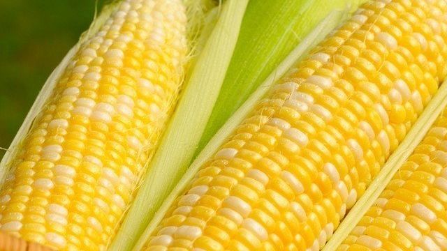 Кукуруза — польза и вред при диабете, полезные свойства свежей и вареной кукурузы, показания и противопоказания при похудении