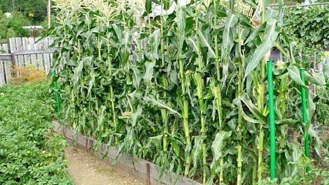 Кукуруза, гибриды лучших сортов для разных регионов России с фото