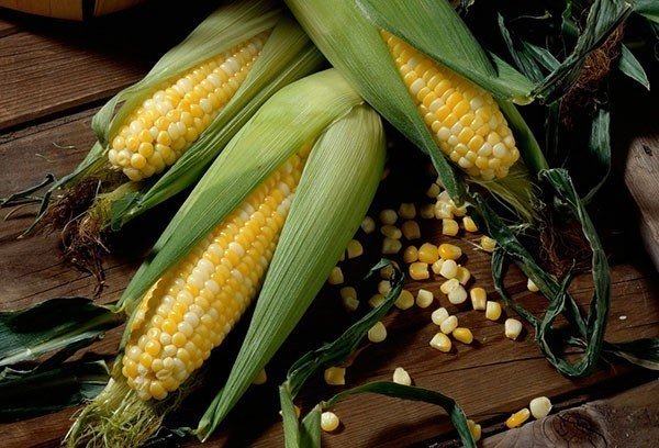 Сорт кукурузы золотой початок