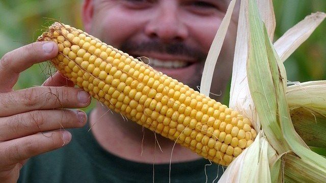 Правильная посадка кукурузы на даче
