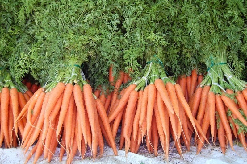 Длинная морковь