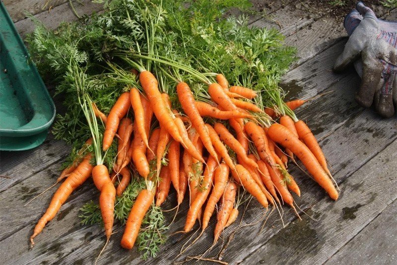 Морковь корнеплод