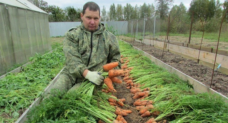 Морковь сорта крепыш