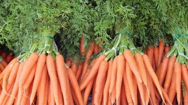 Бизнес-идея: выращивание моркови