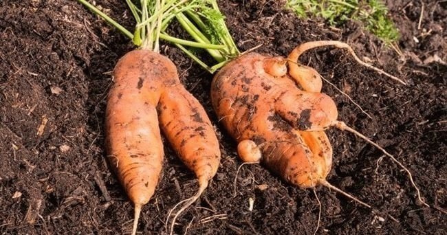 Морковь для любой почвы