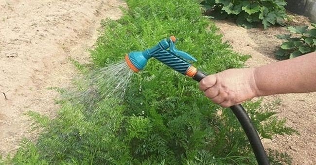 Правильный полив моркови в открытом грунте