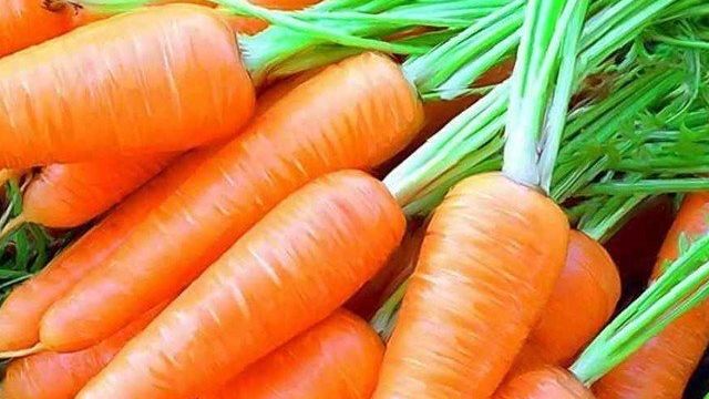 Как сажать гранулированную морковь