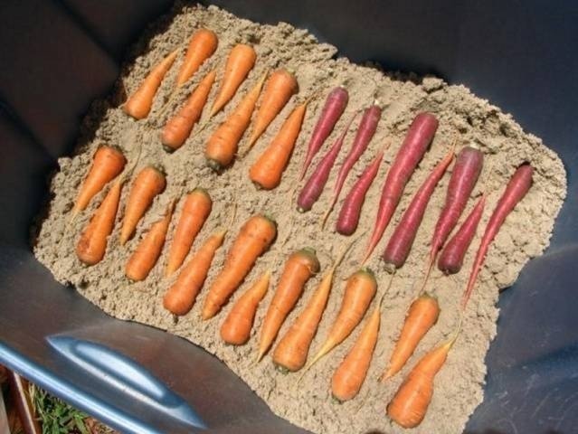 Хранение моркови в яме на зиму