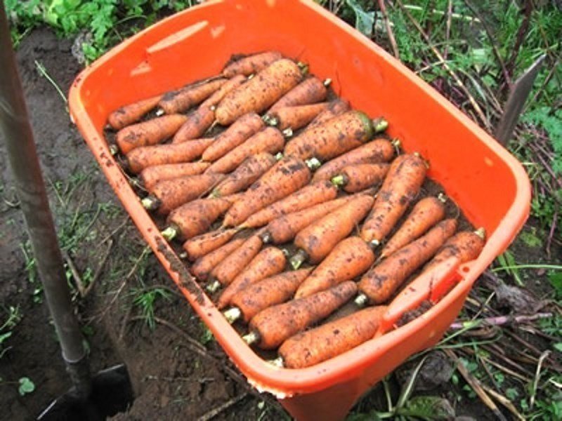Хранение моркови в земле