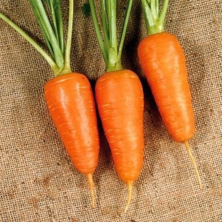 Морковь сорт тангерина