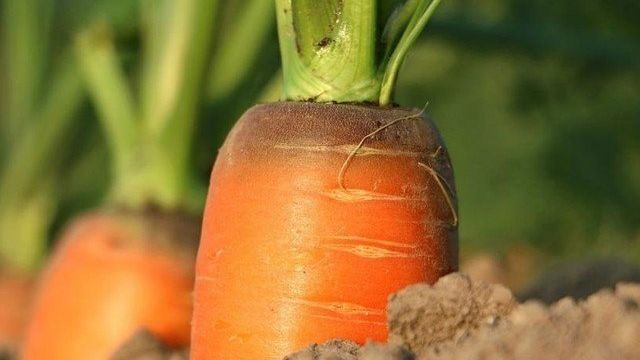 Как закапывать морковь в землю на зиму