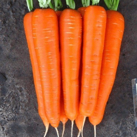 Сорт моркови аленка