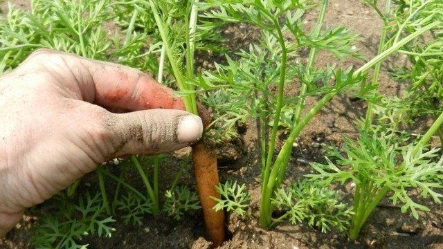 Почему плохо растёт морковь