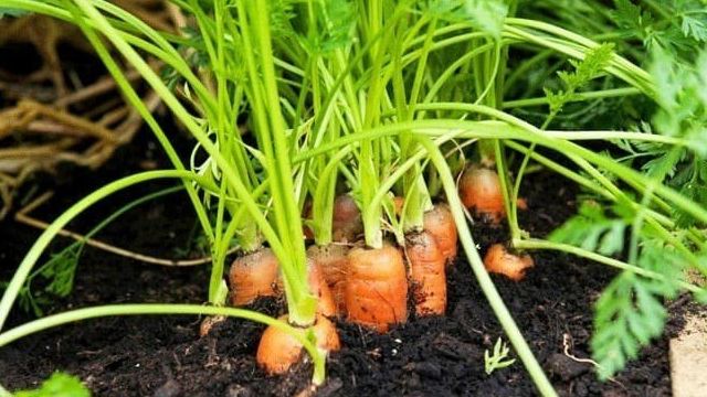 Посев моркови в открытый грунт весной