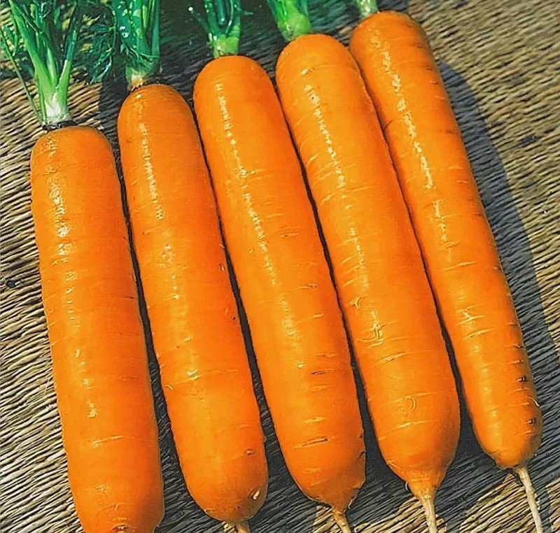 Аэлита морковь император