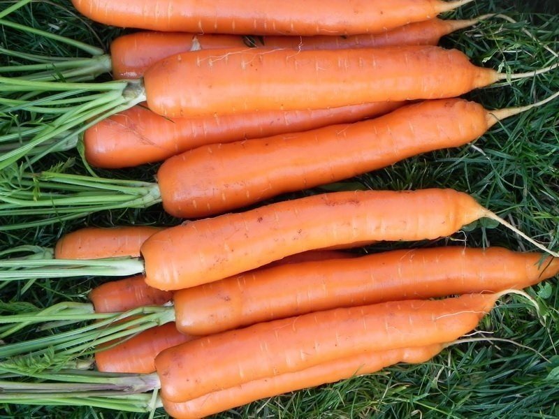 Морковь сорт жень-шень