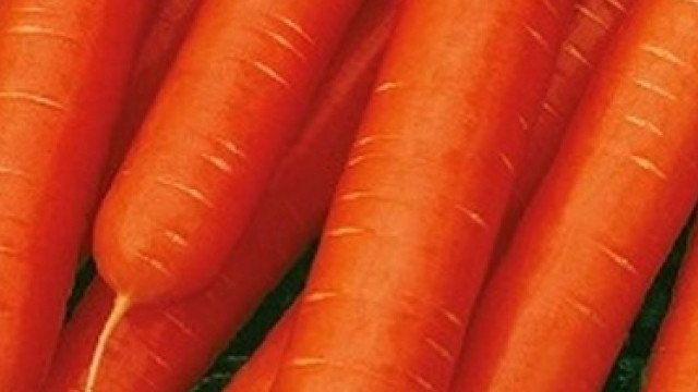 Семена моркови. Лучшие сорта для открытого грунта