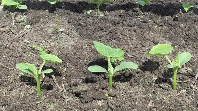 Выращивание огурцов в открытом грунте: посадка и уход за рассадой, окучивание и подкормки, сбор урожая